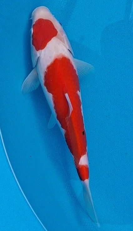 Kohaku